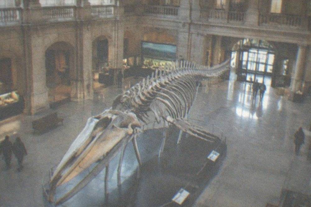 A large hall with a central fossil display, polished floor and natural light from high windows